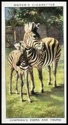 50 Chapman's Zebra and Young